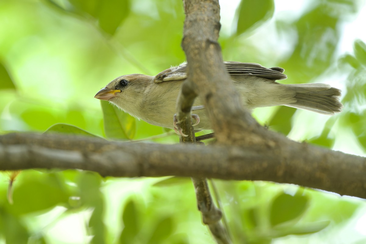 Plain-backed Sparrow - Sam Hambly
