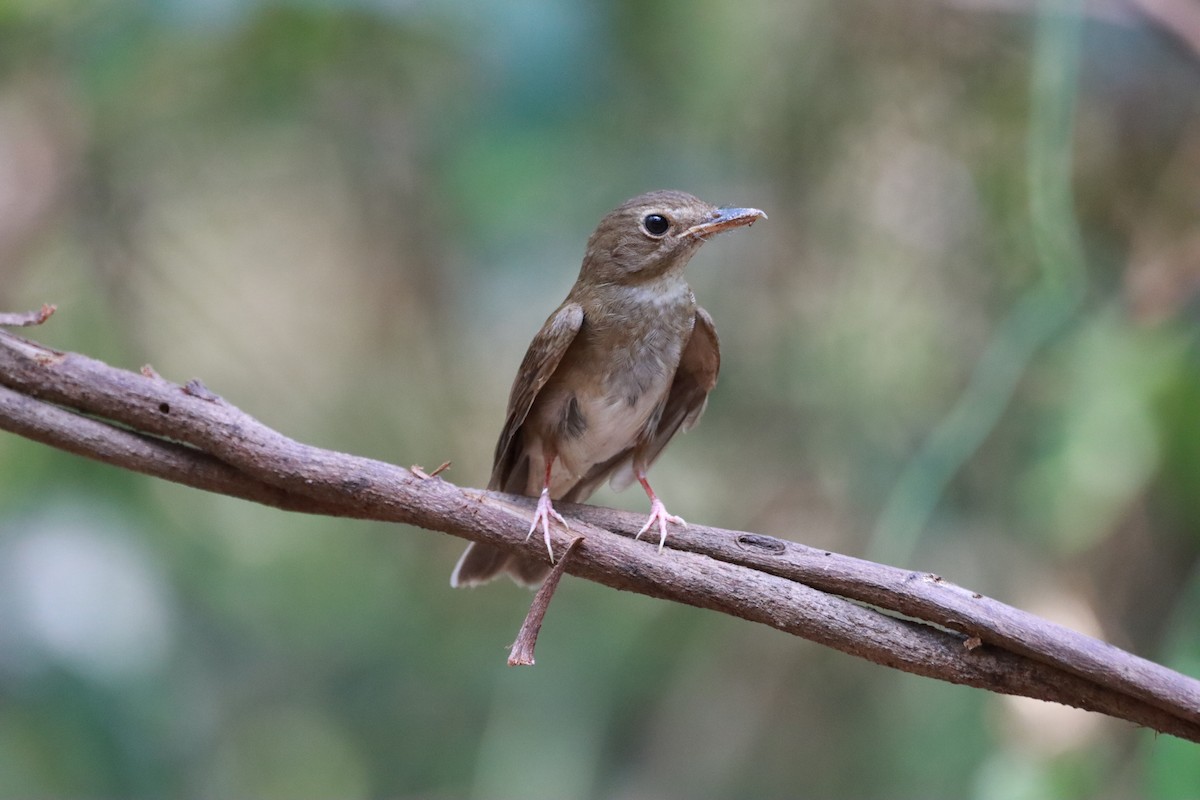 Brown-chested Jungle Flycatcher - Orathai Naumphan