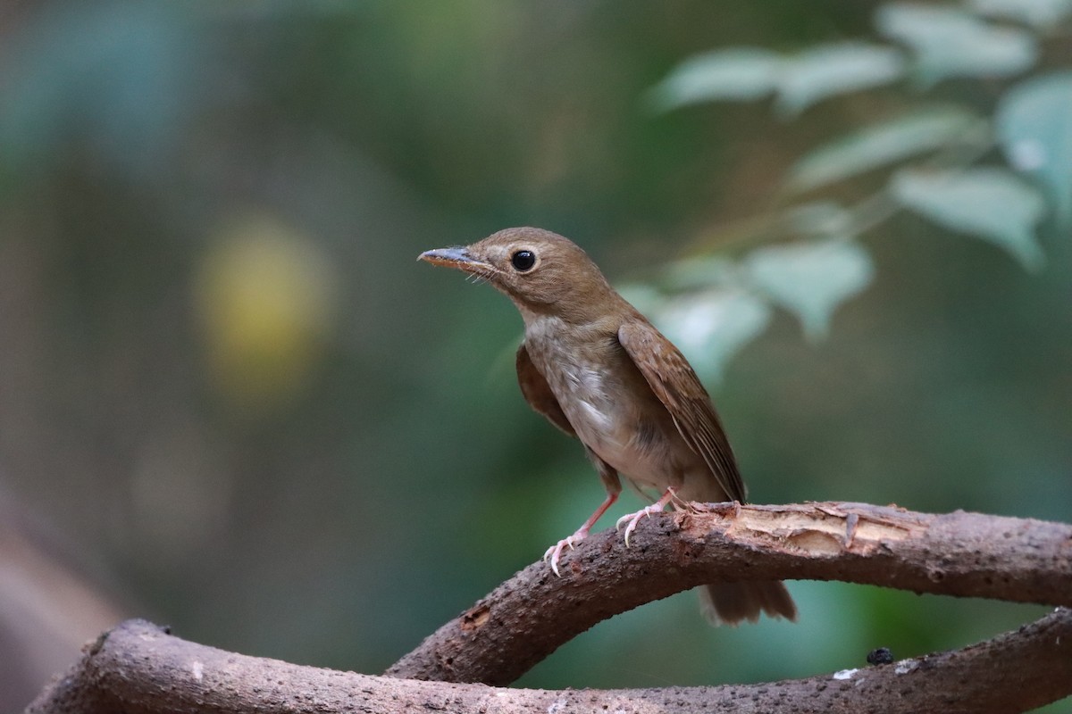 Brown-chested Jungle Flycatcher - ML618705825