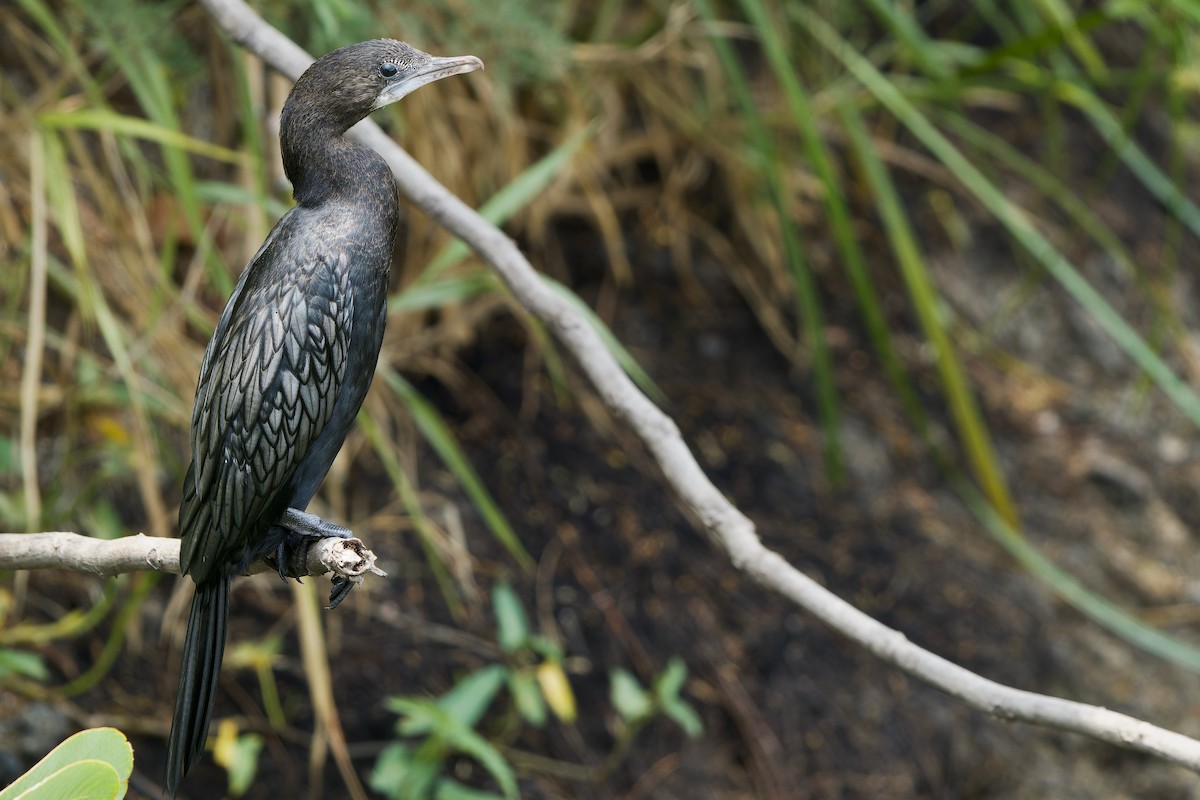 Little Cormorant - ML618705838