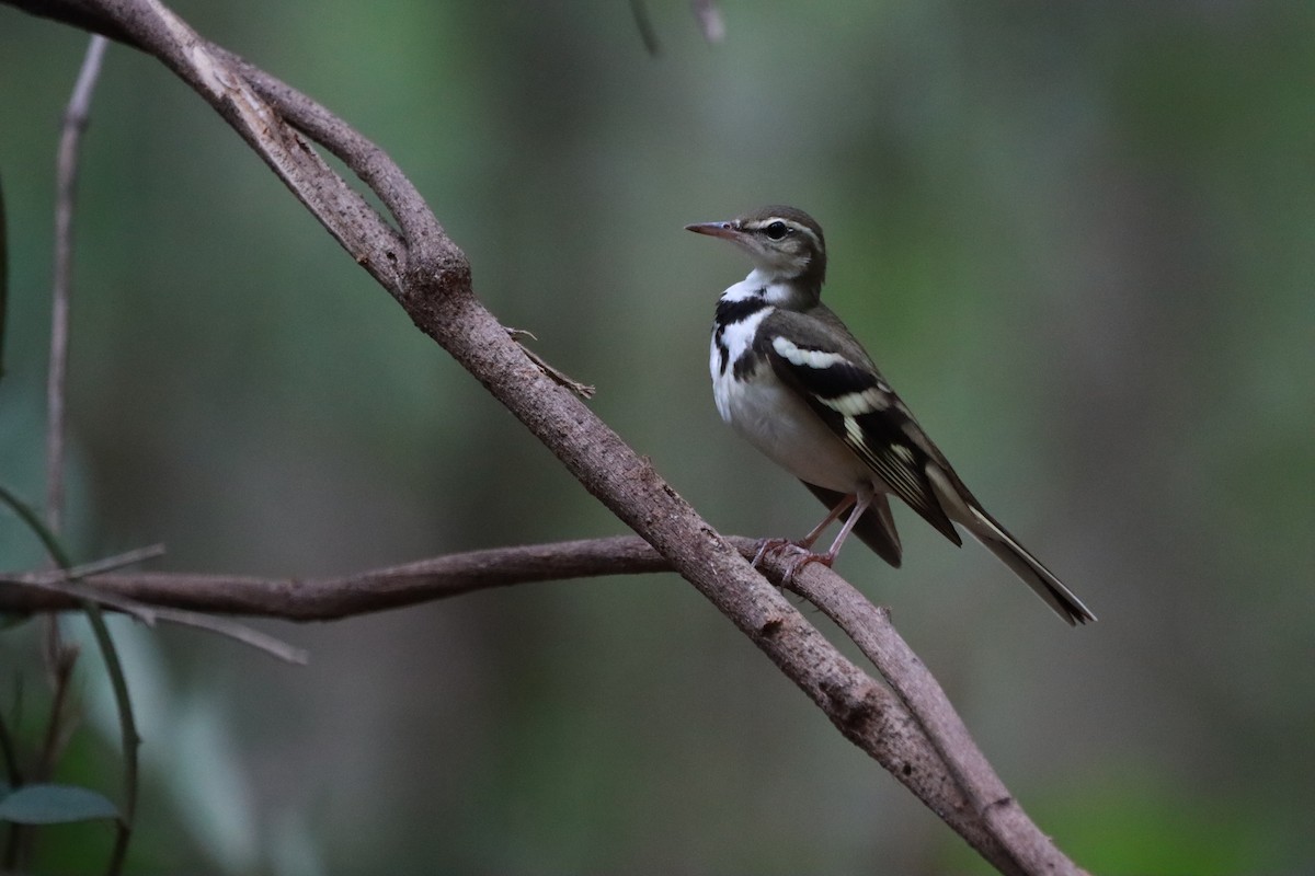 Forest Wagtail - ML618705859