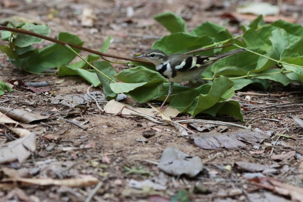 Forest Wagtail - Orathai Naumphan