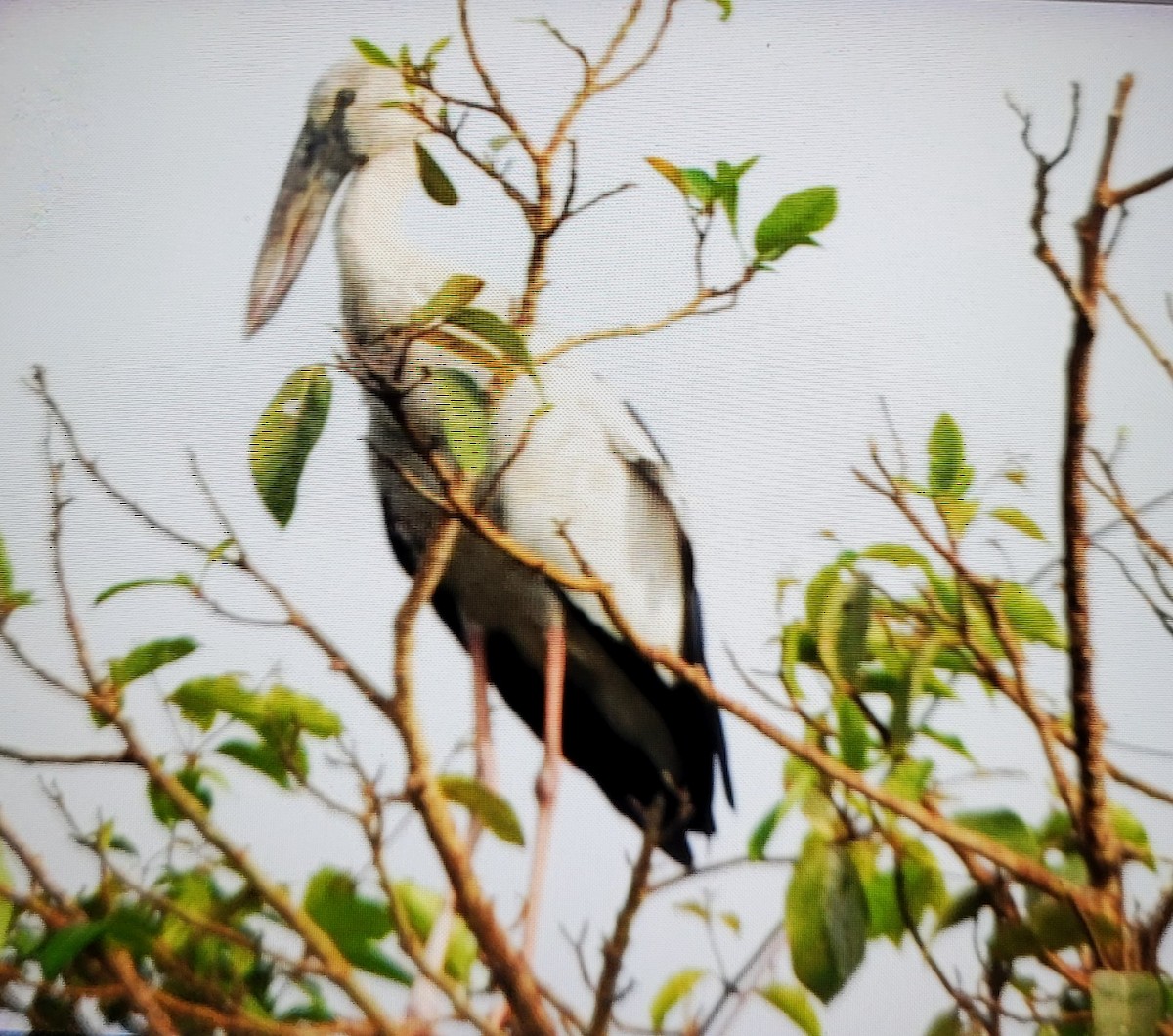 Asian Openbill - ML618705862