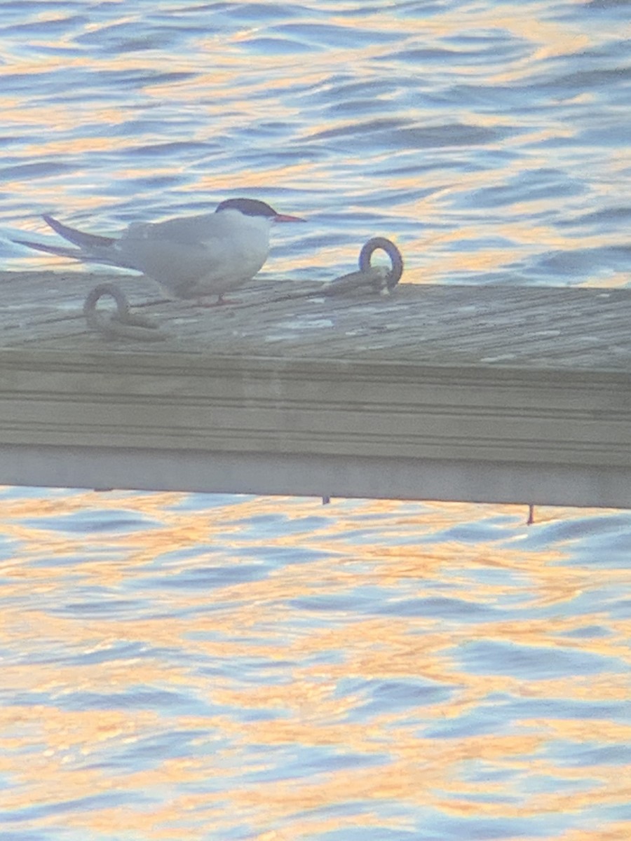 Arctic Tern - Chris Hamilton