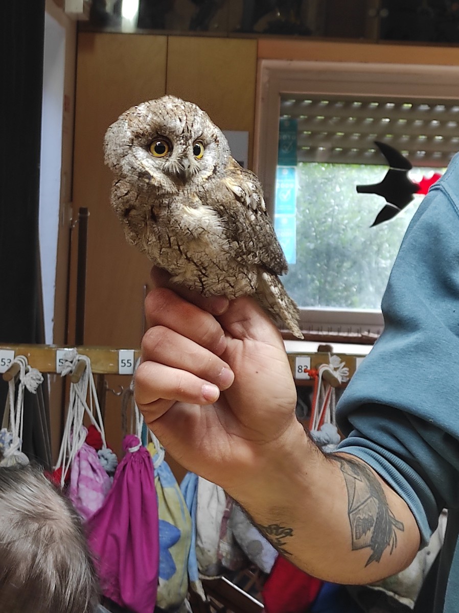 Eurasian Scops-Owl - Shalev Tal