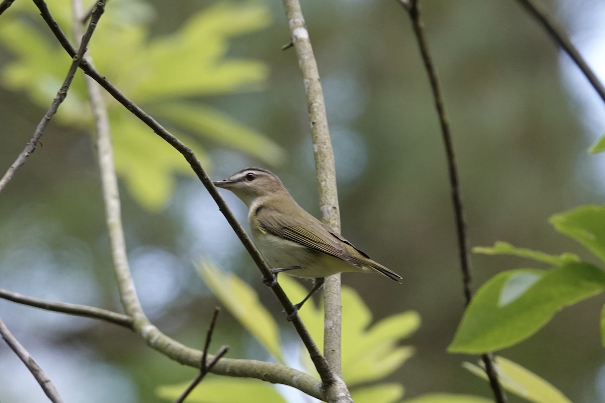 Red-eyed Vireo - ML618705906