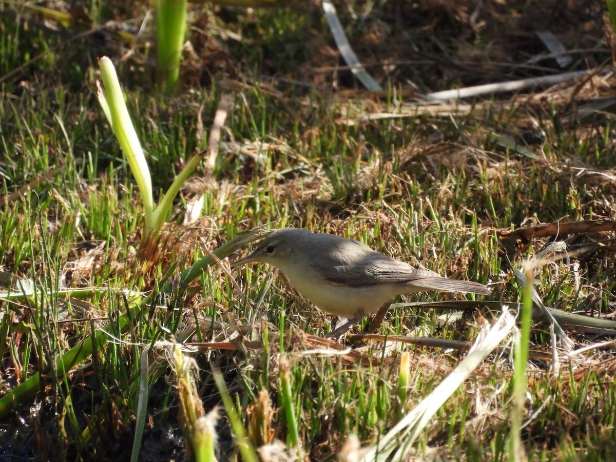 Upcher's Warbler - ML618705920