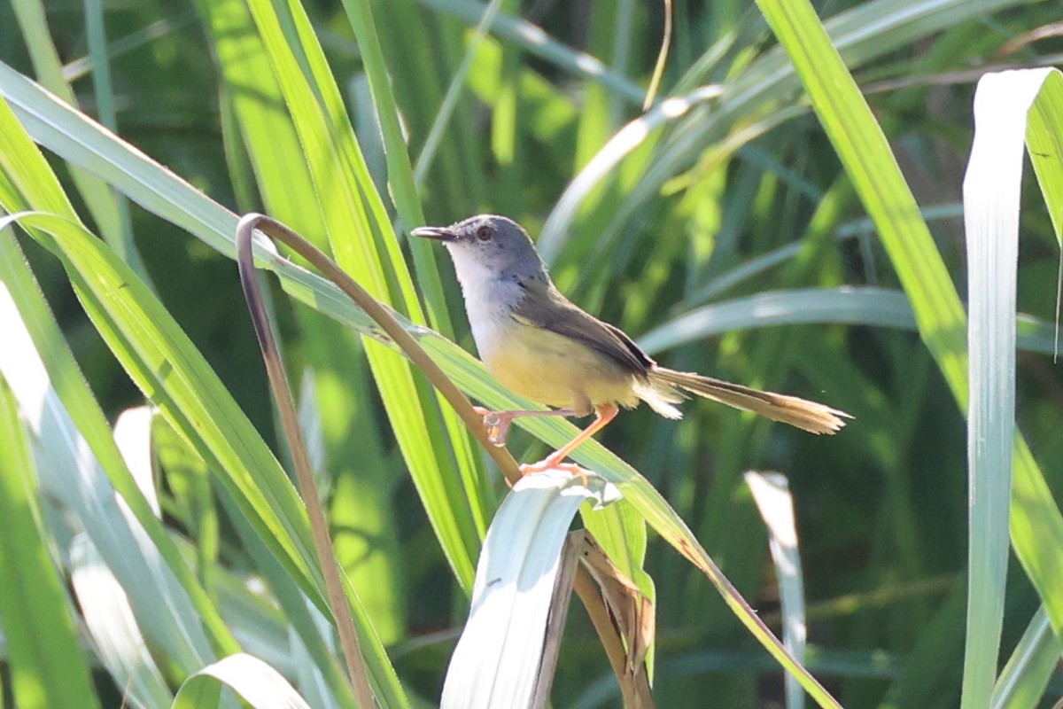 Prinia Ventriamarilla - ML618705944