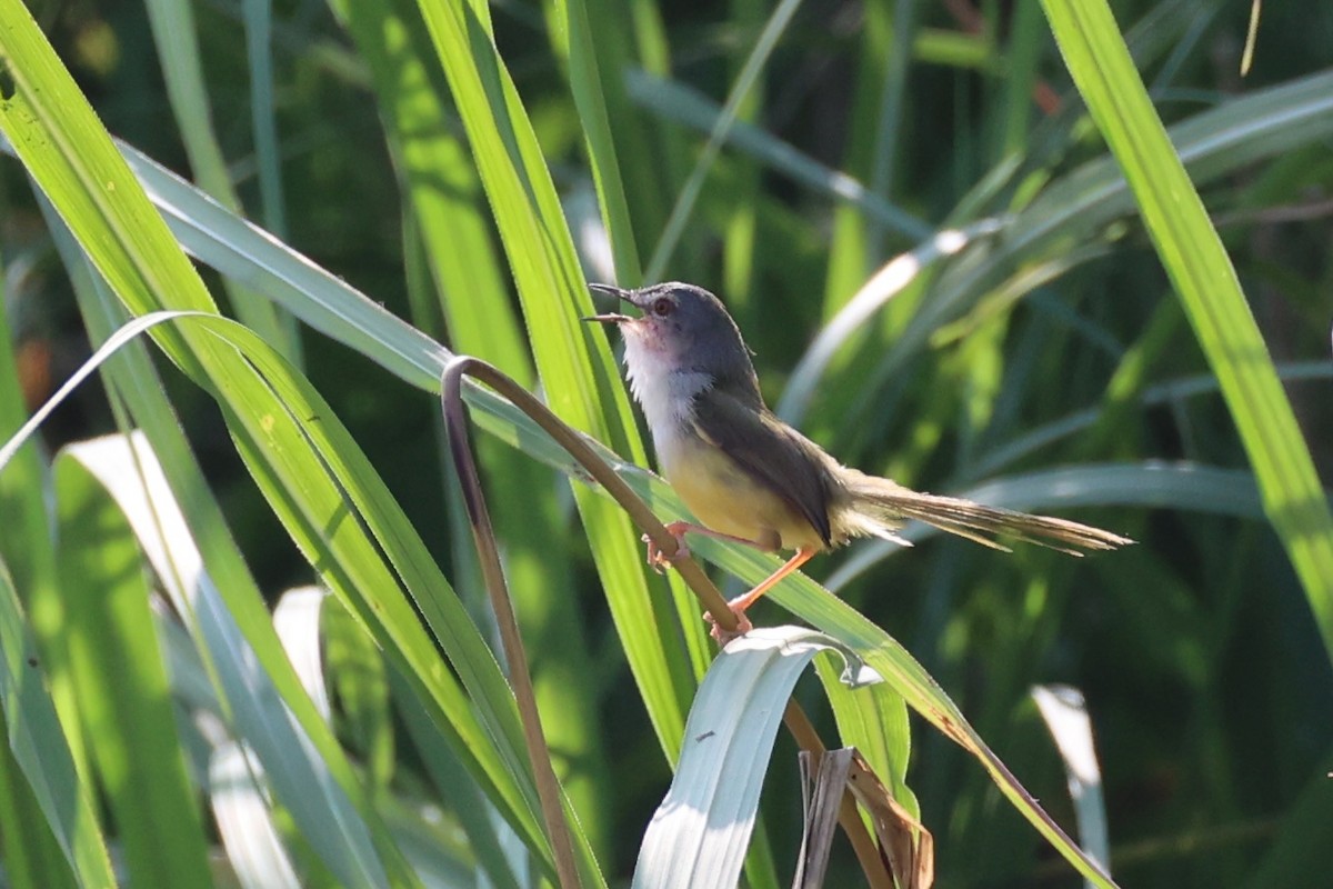 Yellow-bellied Prinia - ML618705947