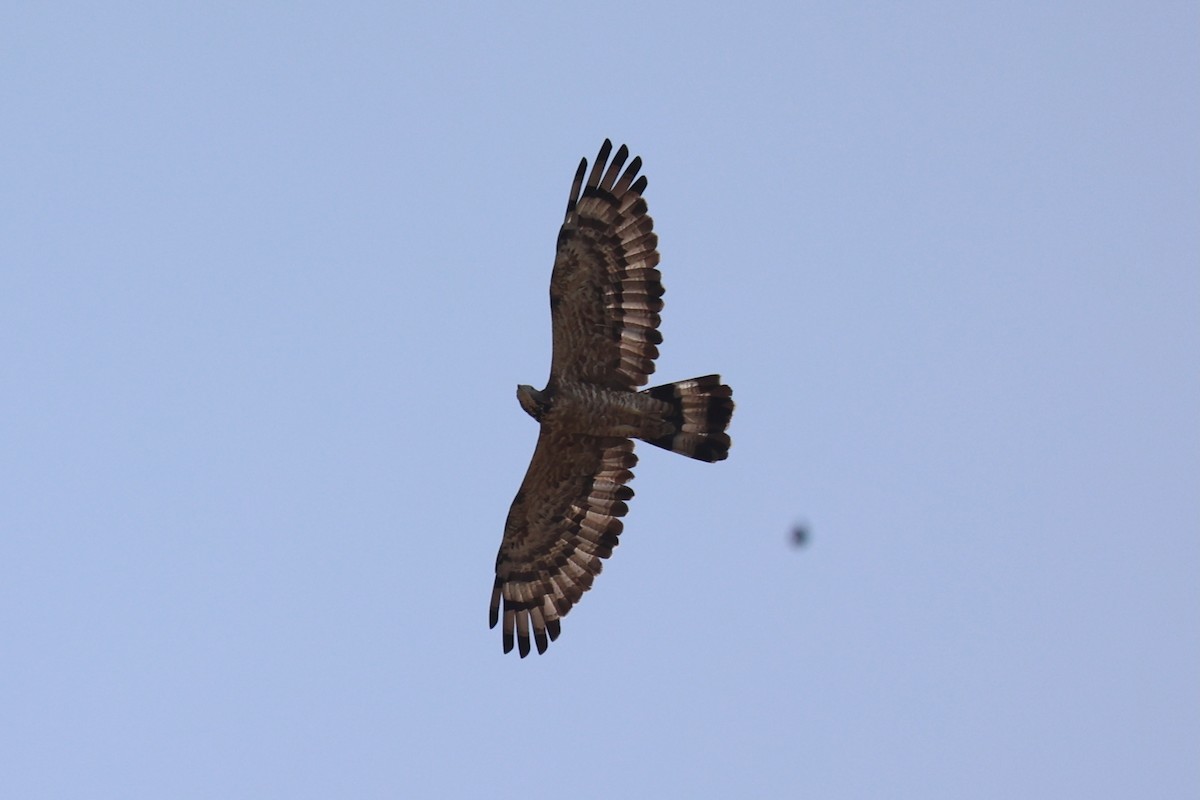 Oriental Honey-buzzard - ML618705949