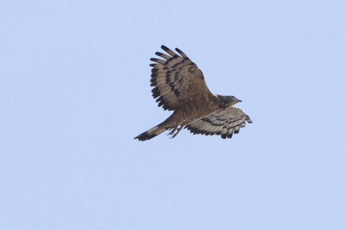 Oriental Honey-buzzard - Andrew William