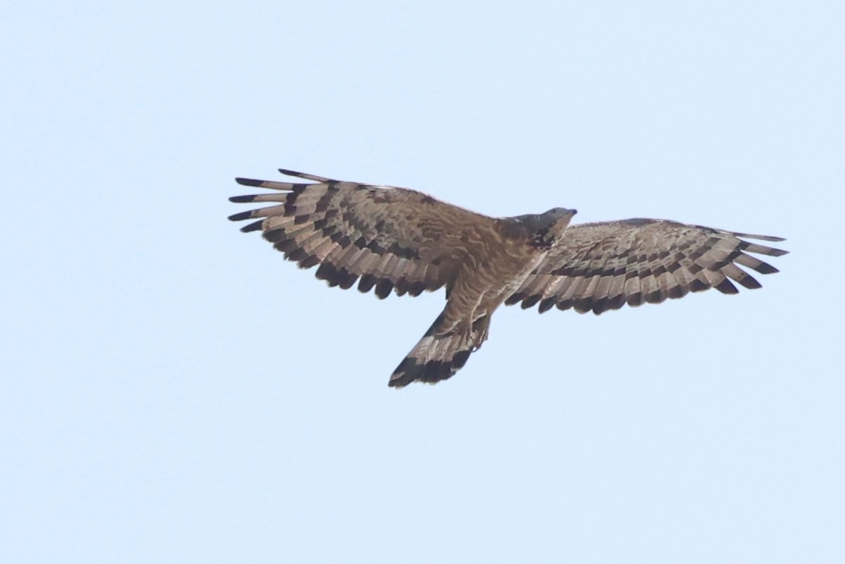 Oriental Honey-buzzard - ML618705952