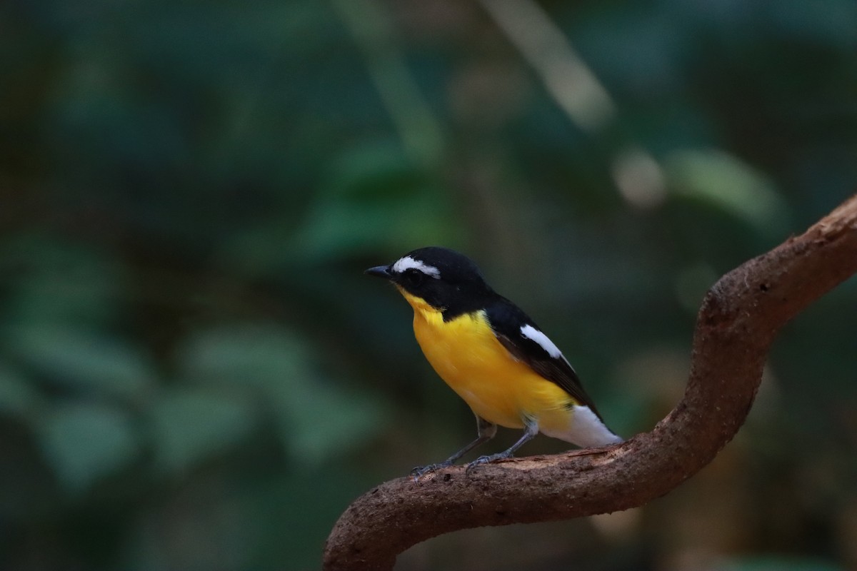 Yellow-rumped Flycatcher - Orathai Naumphan