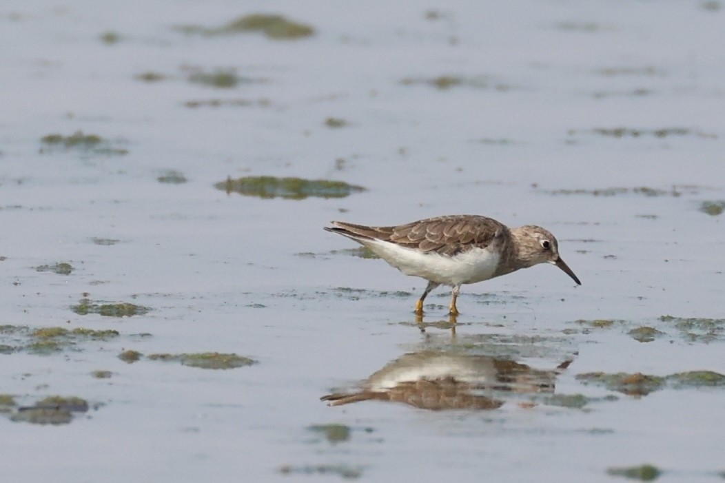 Temminck's Stint - ML618705963