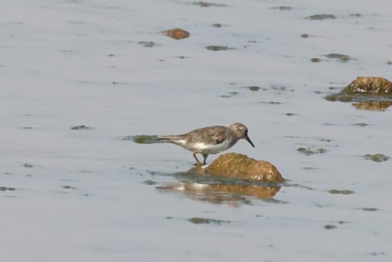 Temminck's Stint - ML618705965