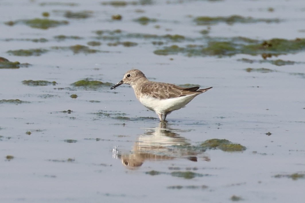 Temminck's Stint - ML618705967