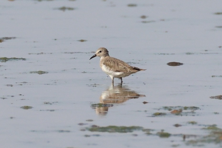 Temminck's Stint - ML618705970