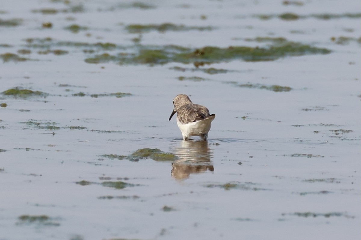 Temminck's Stint - ML618705972