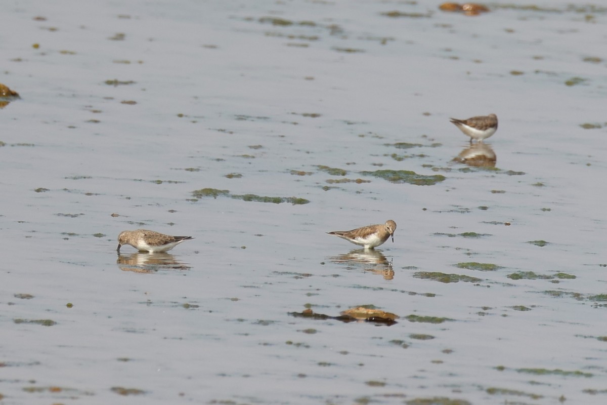 Temminck's Stint - ML618705973