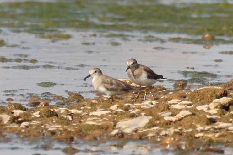 Temminckstrandläufer - ML618705979