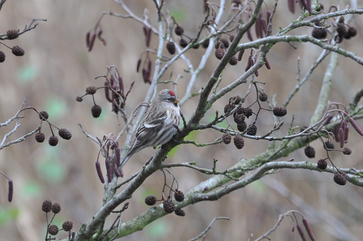 Common Redpoll - ML618705984