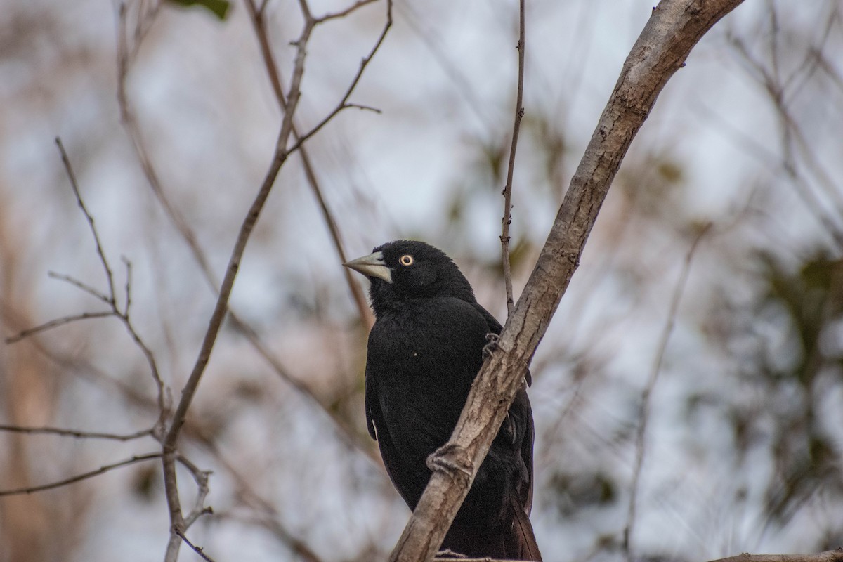 Yellow-billed Cacique - Jalil  Mezquita