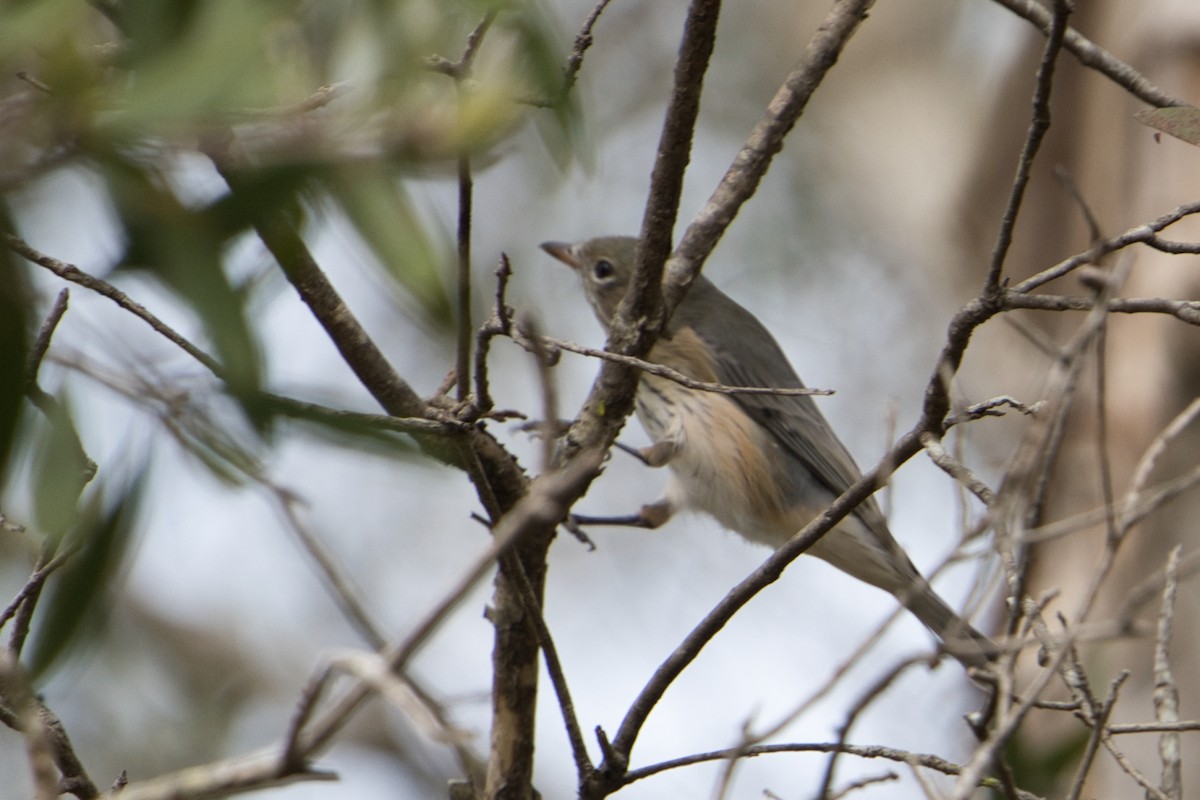 Rufous Whistler - ML618706006