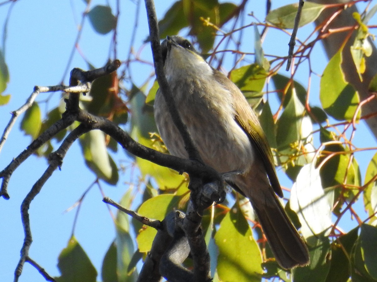 Singing Honeyeater - ML618706032