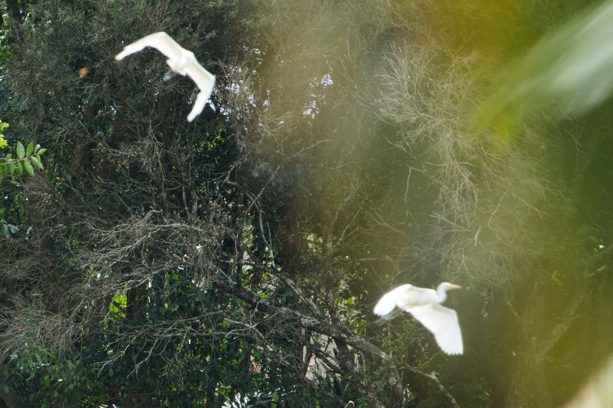 Eastern Cattle Egret - ML618706038