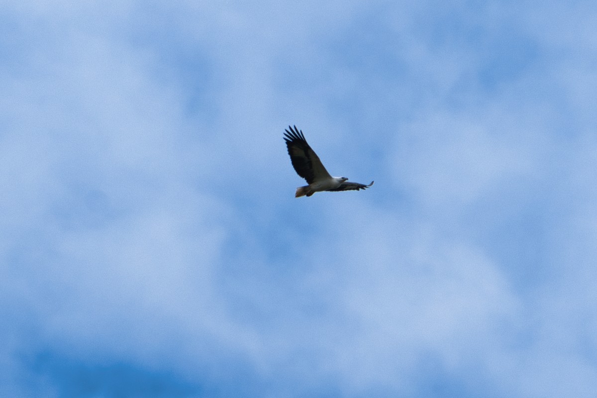 White-bellied Sea-Eagle - ML618706065