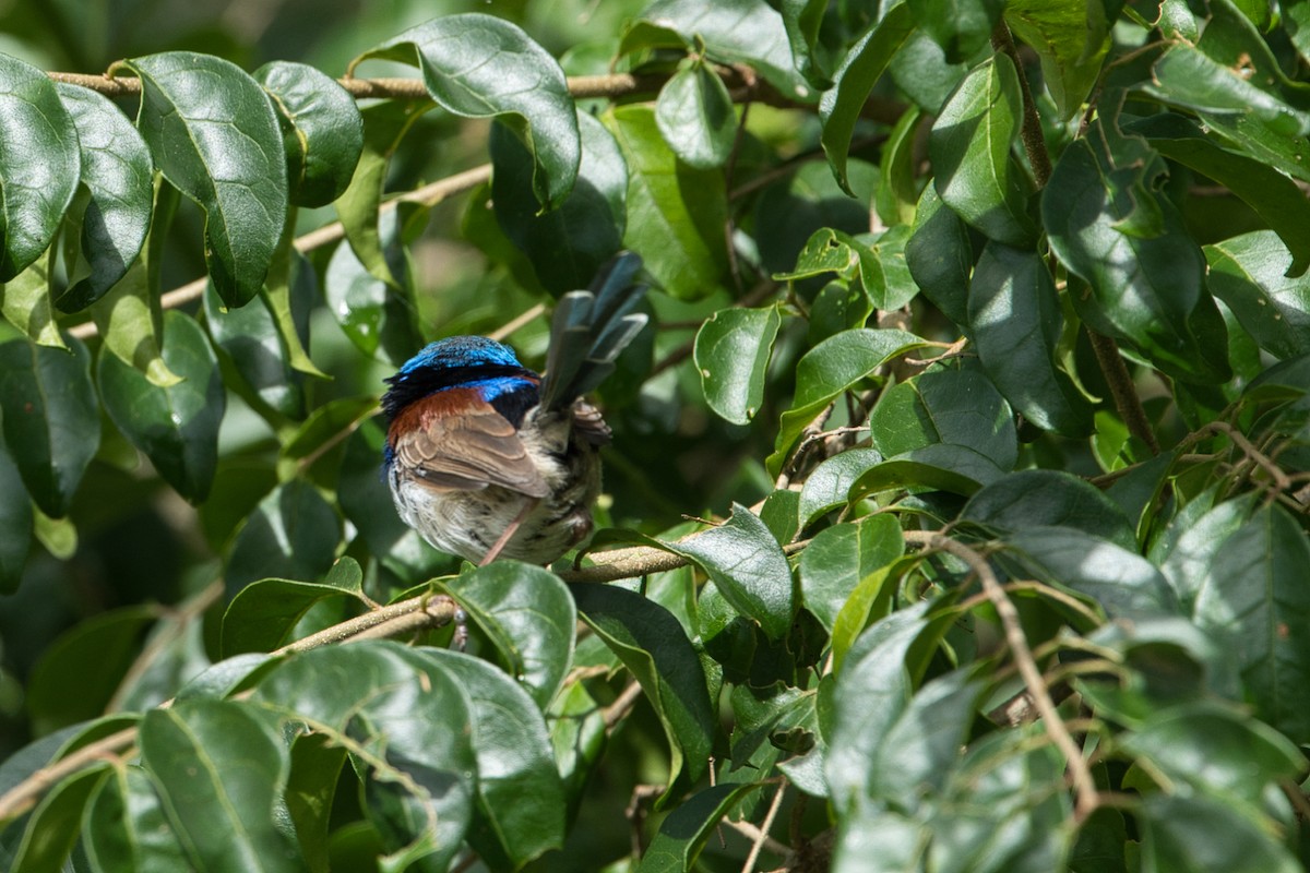 Variegated Fairywren - ML618706072