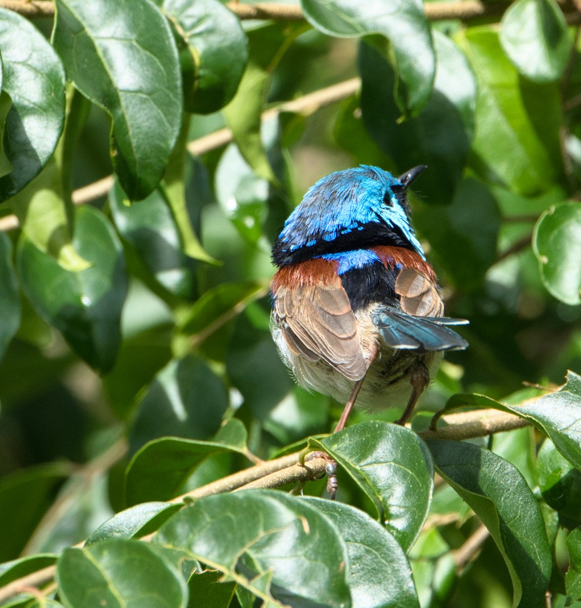 Variegated Fairywren - Helen Leonard