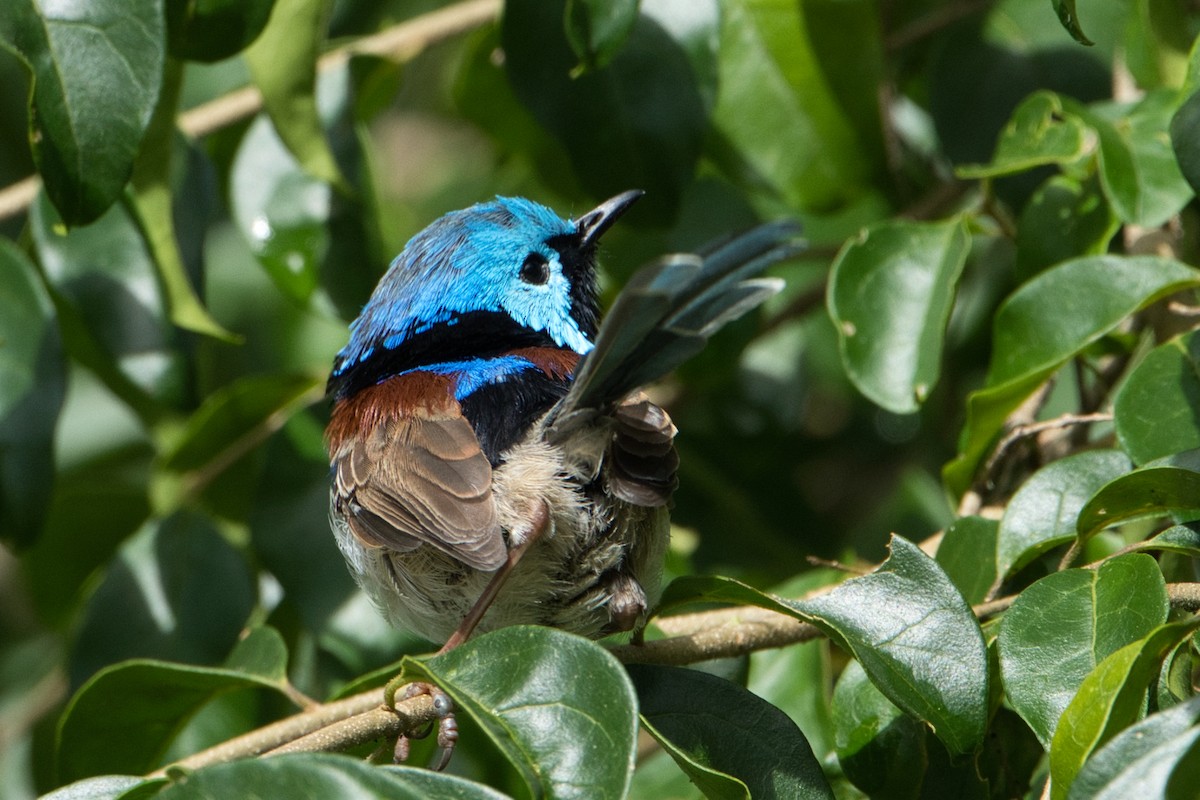 Variegated Fairywren - Helen Leonard