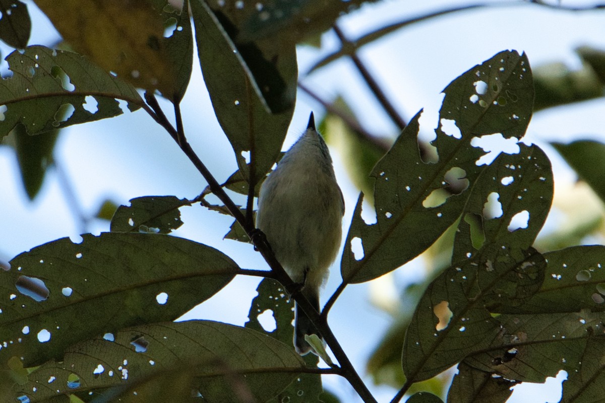 Brown Gerygone - ML618706078