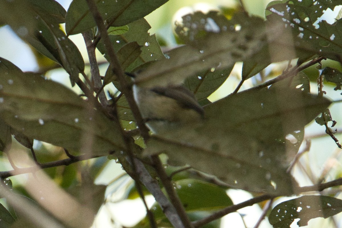 Brown Gerygone - Helen Leonard