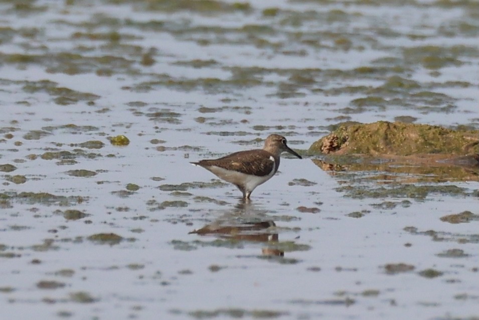 Common Sandpiper - ML618706081