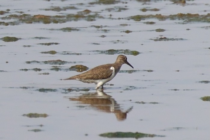 Common Sandpiper - ML618706082