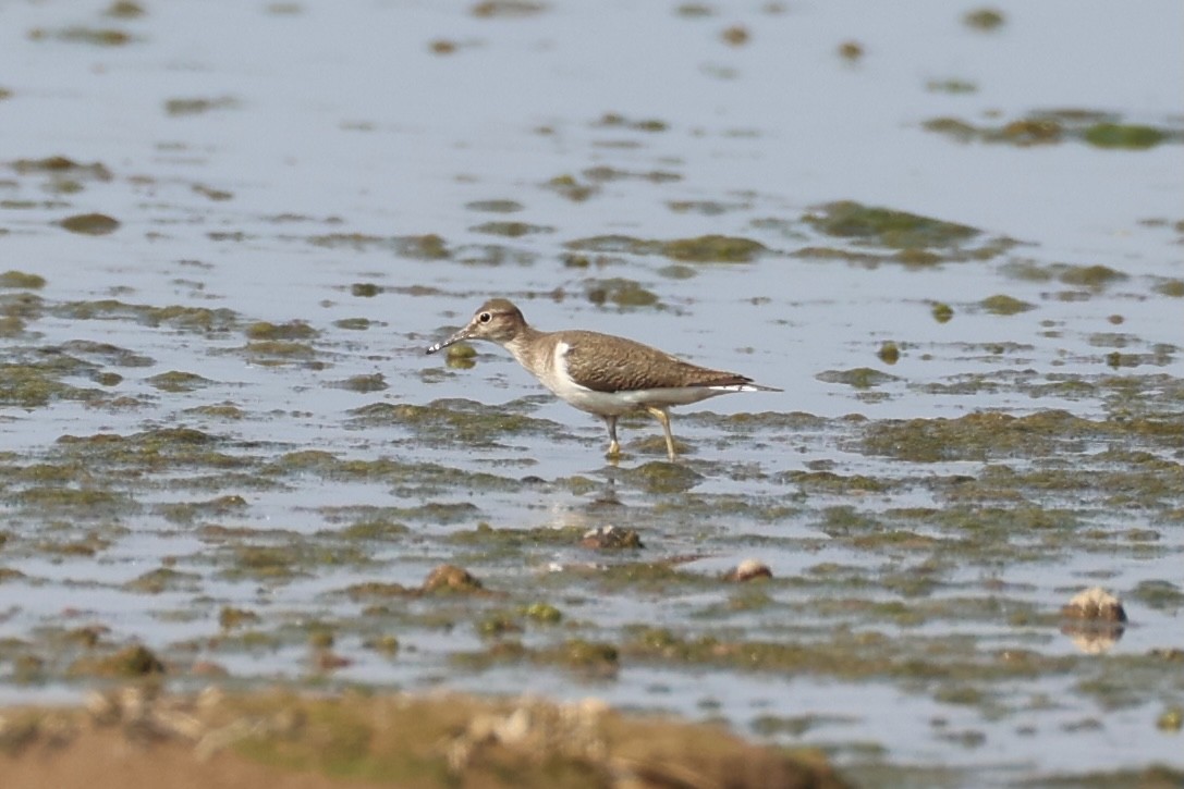 Common Sandpiper - ML618706083