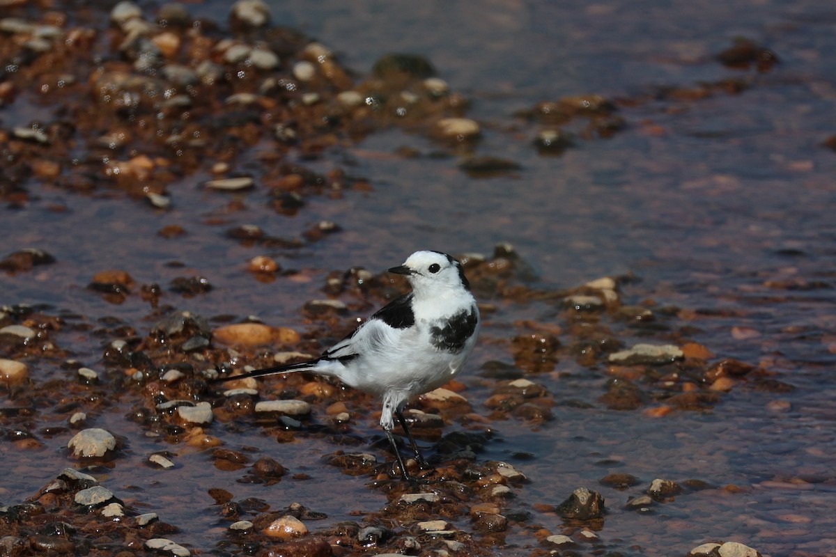 White Wagtail - ML618706085