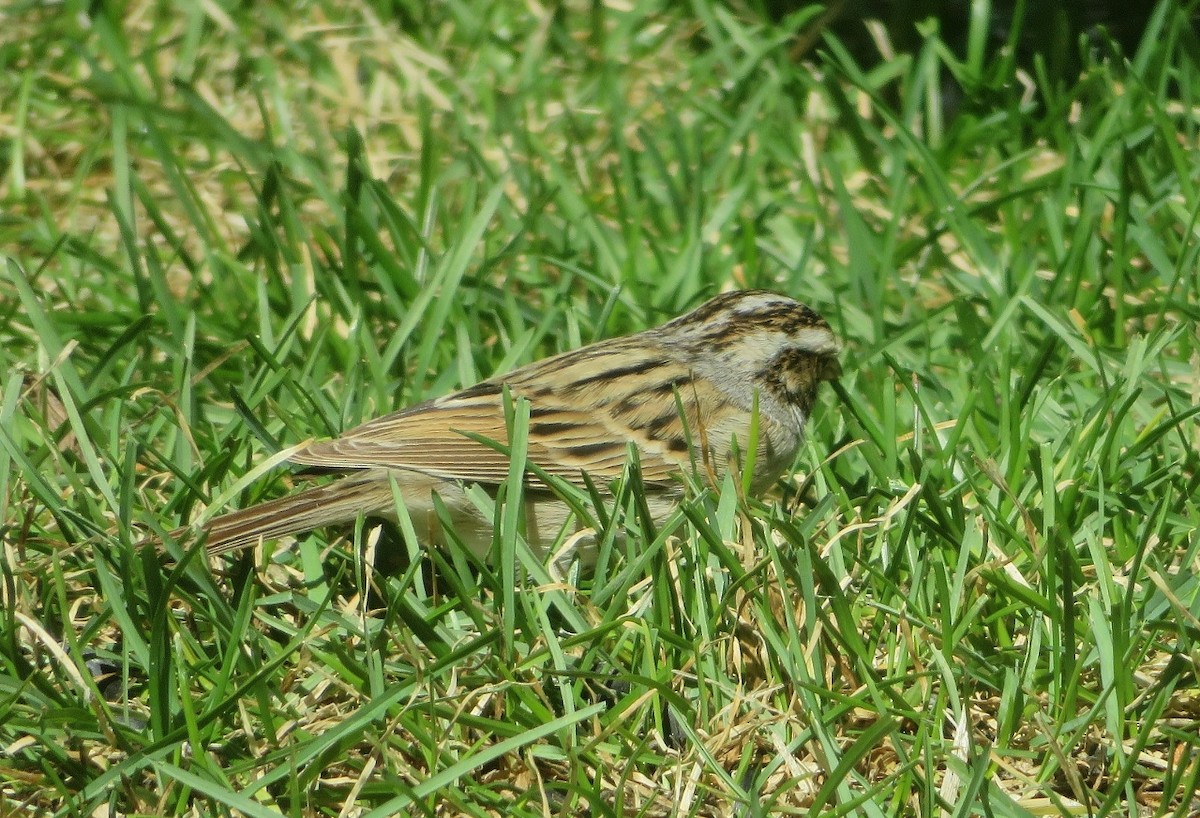 Clay-colored Sparrow - Guy Wapple