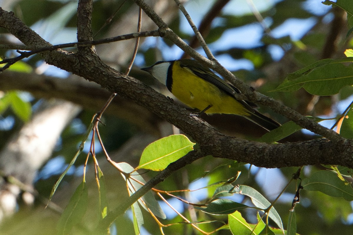 Golden Whistler - ML618706094