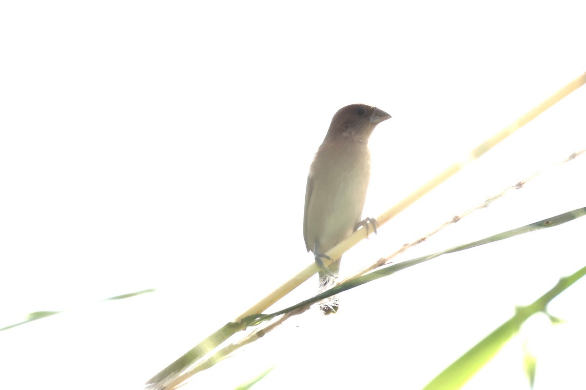 Scaly-breasted Munia - ML618706095