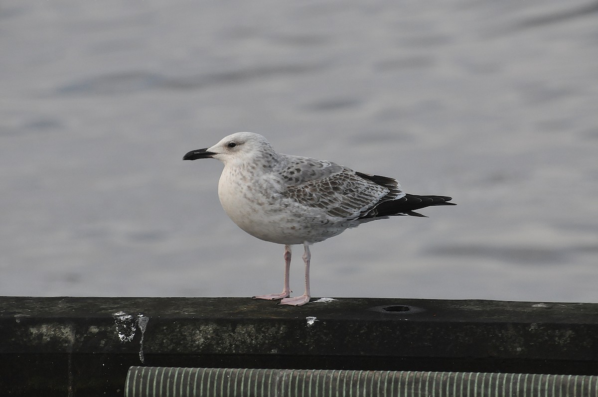 Caspian Gull - ML618706106