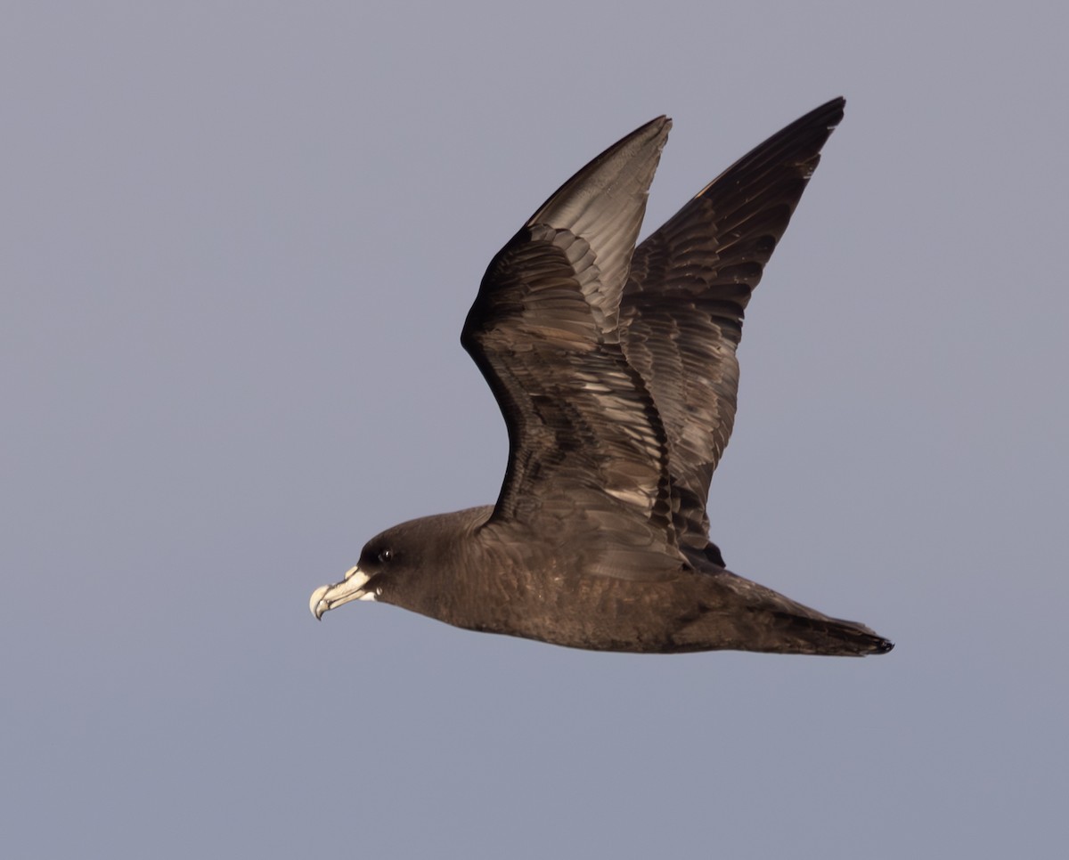 White-chinned Petrel - Marie Lister