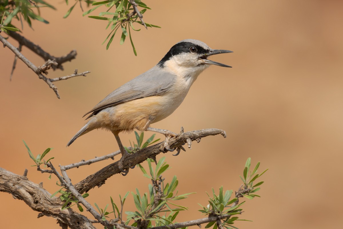 Eastern Rock Nuthatch - ML618706176