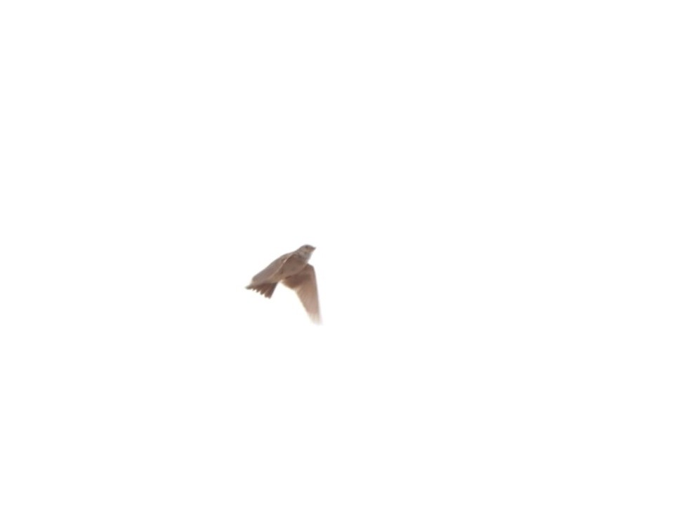 Txoriandre pispoleta mediterraneoa - ML618706183
