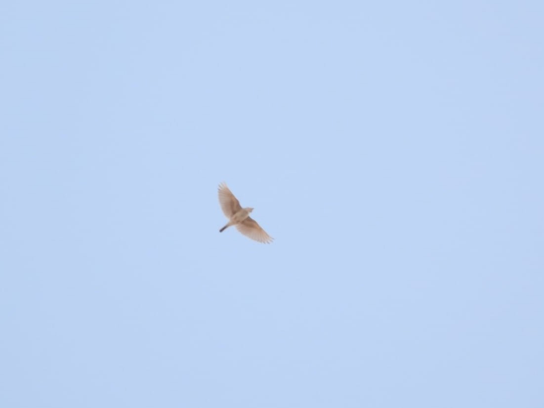 Mediterranean Short-toed Lark - Shalev Tal