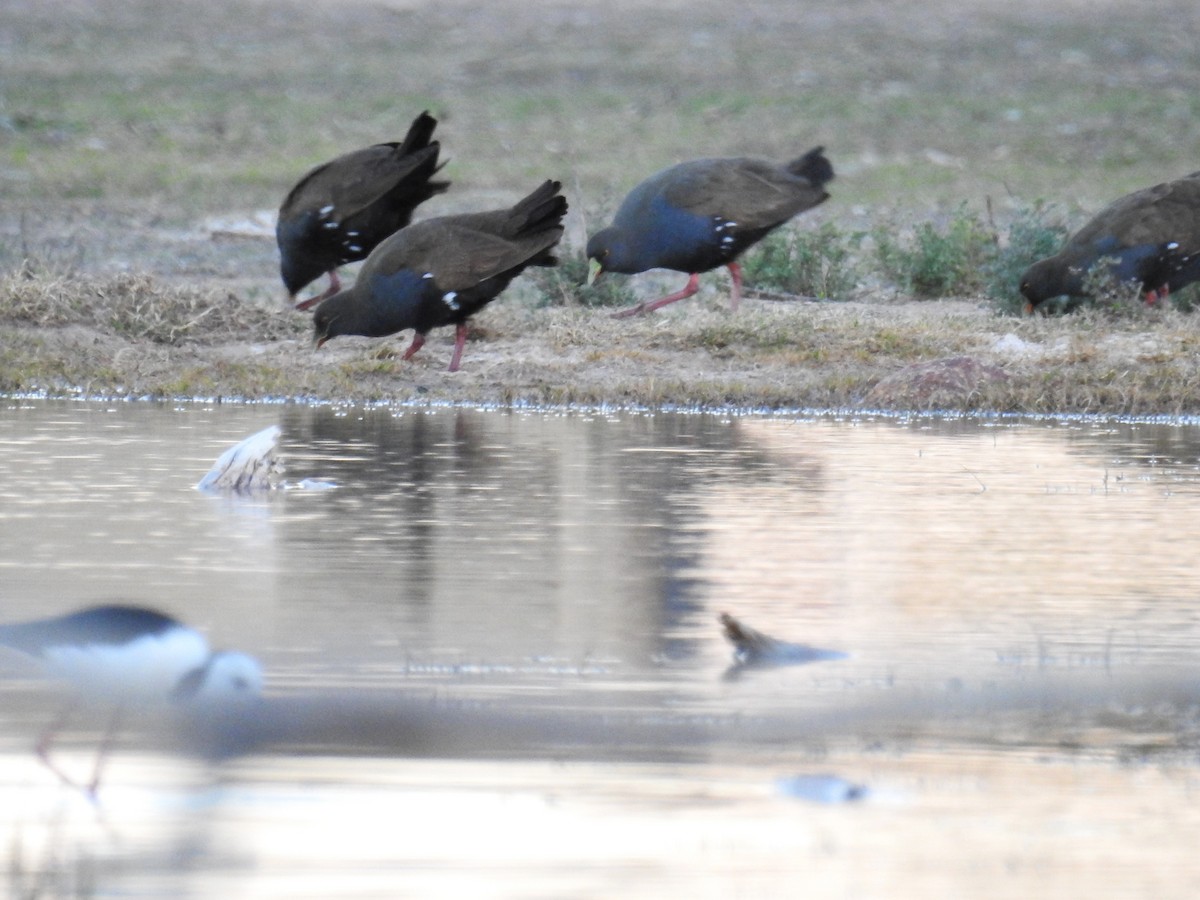 Black-tailed Nativehen - ML618706204