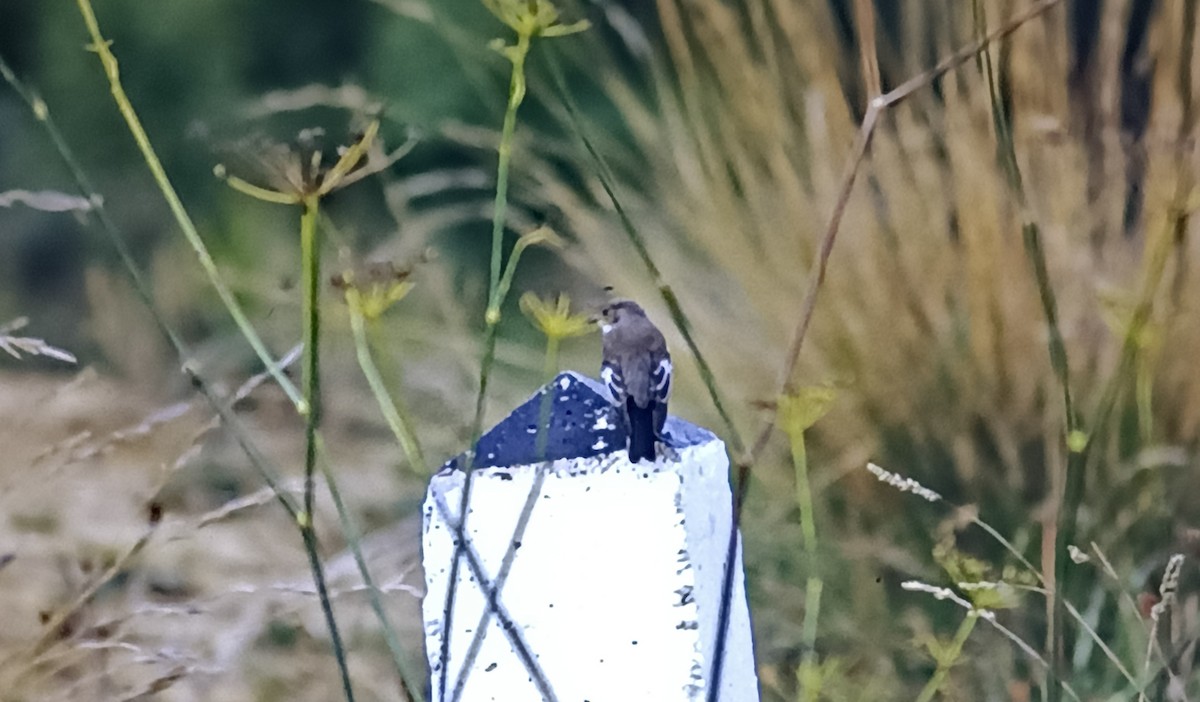 European Pied Flycatcher - ML618706315