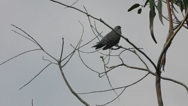 Common Cuckoo - ML618706322